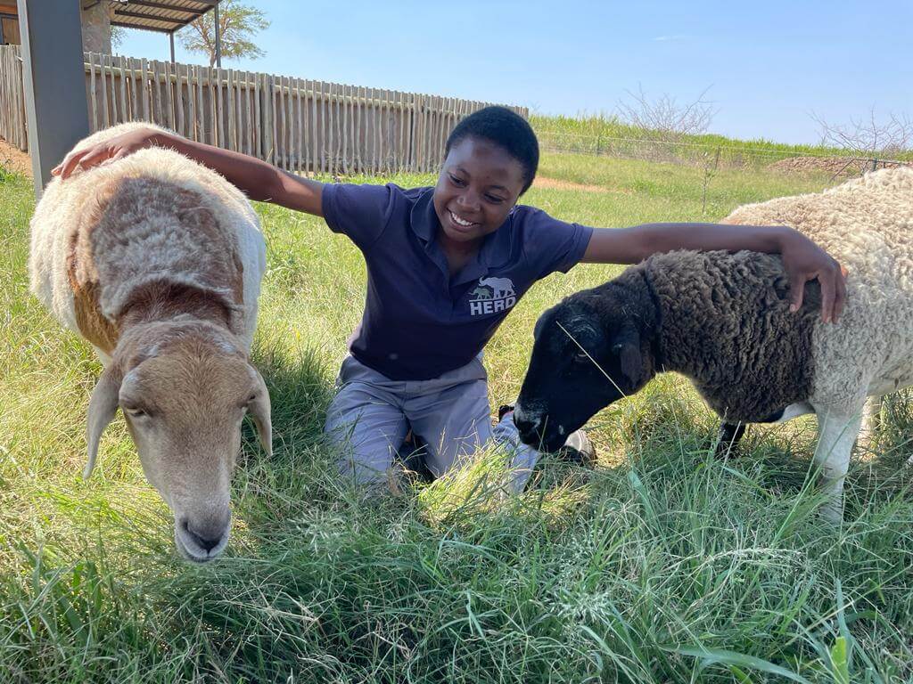 A Health Update on Nungu the Sheep, Surrogate Mother to Elephants & Rhinos