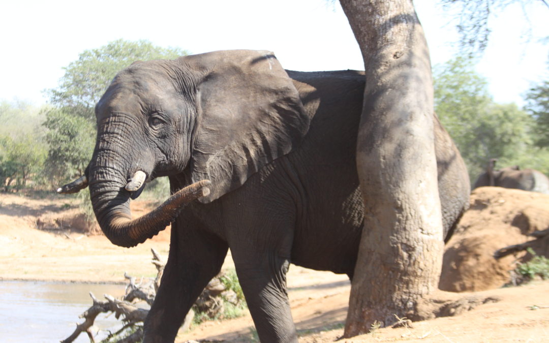 An Update on Elephant Bull Survivor, Fishan