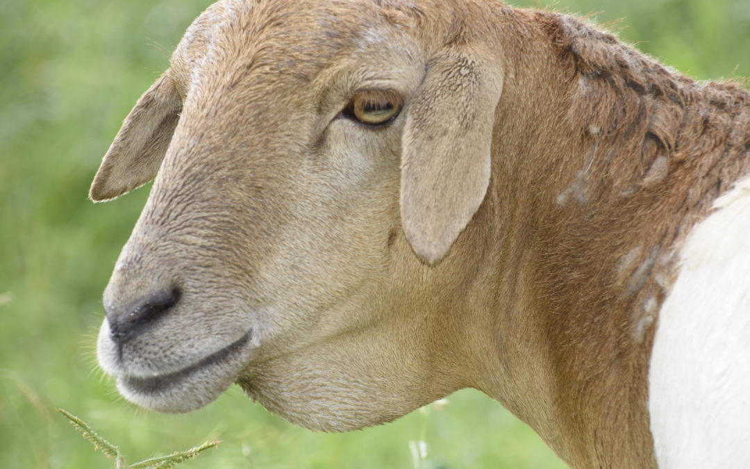 Lammie the Legendary Sheep’s Journey Over the Years