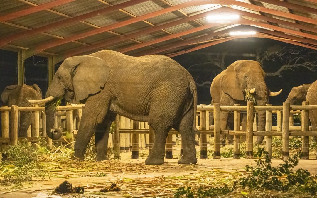 How to Make an Elephant Bed — The HERD Homestead