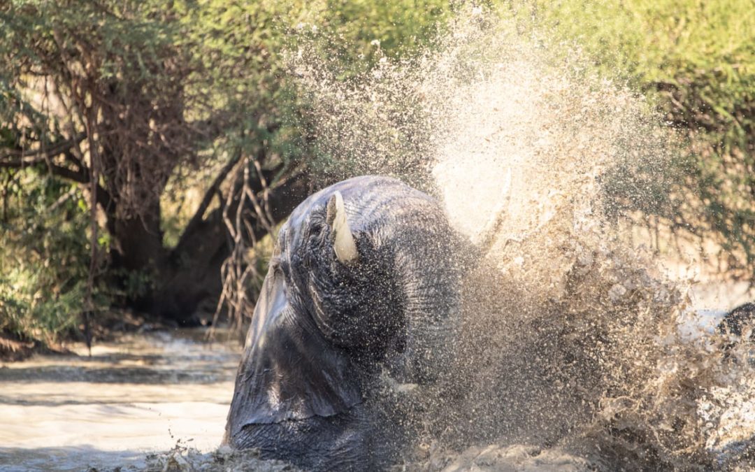 Swimming Trunks & the Elephant’s Love of the Waterhole