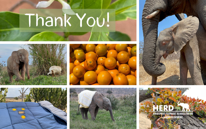 Herds of Thanks to our Friends & Supporters! | HERD’s Gratitude Blog