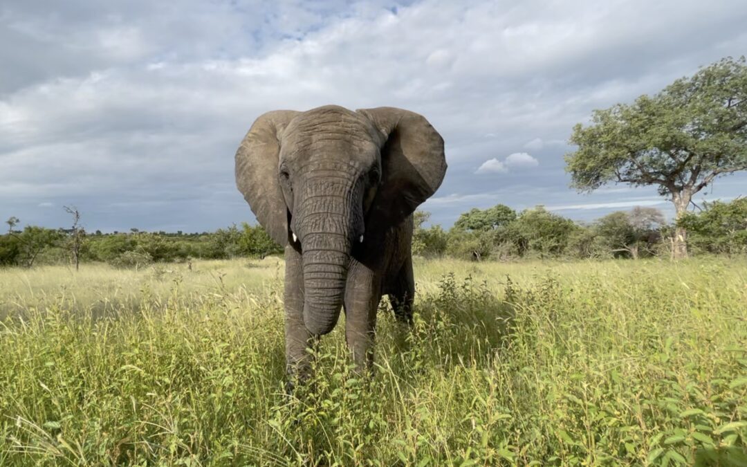 Tiny Tusker Timisa’s Five Year Journey with the Jabulani Herd
