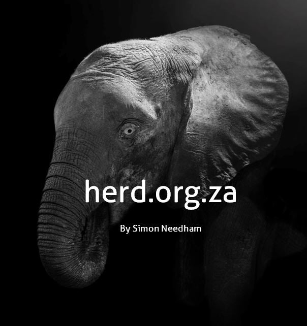 Albino Snare Survivor, Khanyisa – by Simon Needham