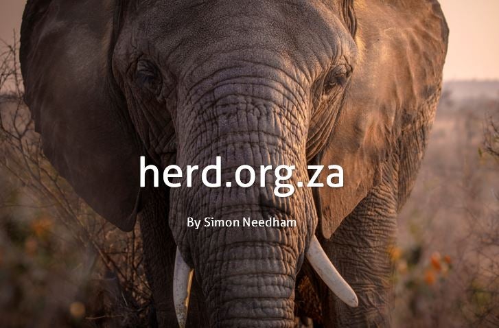 Beautiful female elephant, Bubi – by Simon Needham