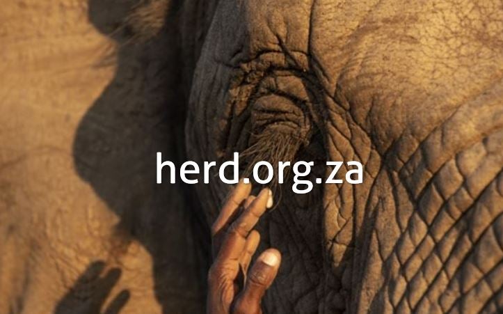 Carer wiping away elephant eye