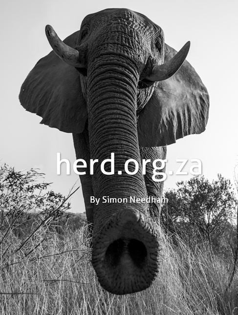 Dominant bull, Sebakwe – by Simon Needham