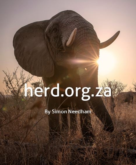 Eldest female, Setombe – by Simon Needham