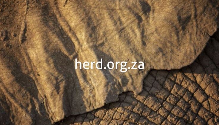 Elephant Ear against skin