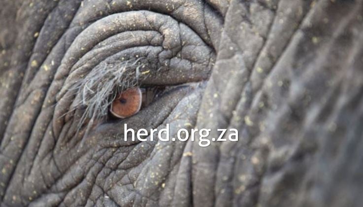 Elephanteye-MarionVolborn_1024x1024@2x