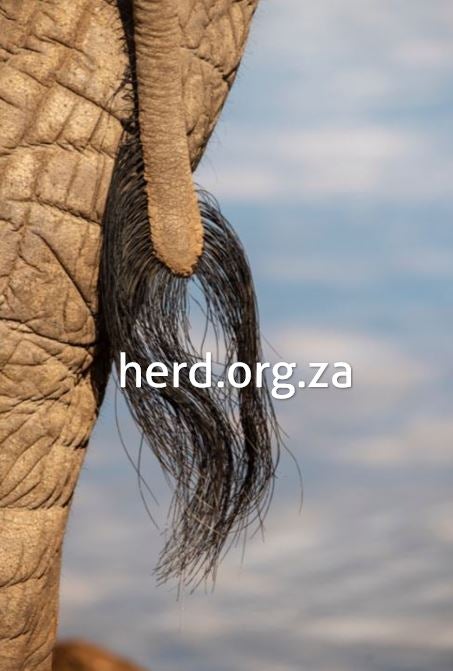 Elephanttail_1024x1024@2x