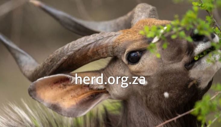 Foraging Kudu – By Keith Ladzinski