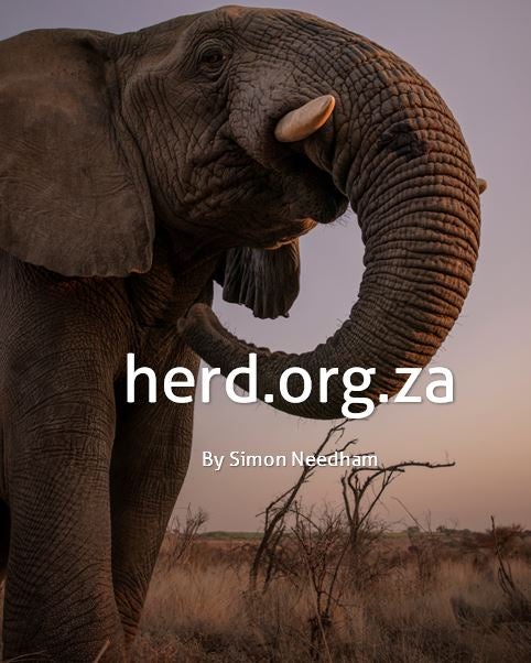 Grand young bull, Zindoga – by Simon Needham