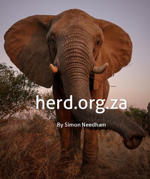 Great Dame, Setombe – by Simon Needham