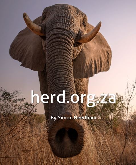 Head of the bulls, Sebakwe – by Simon Needham