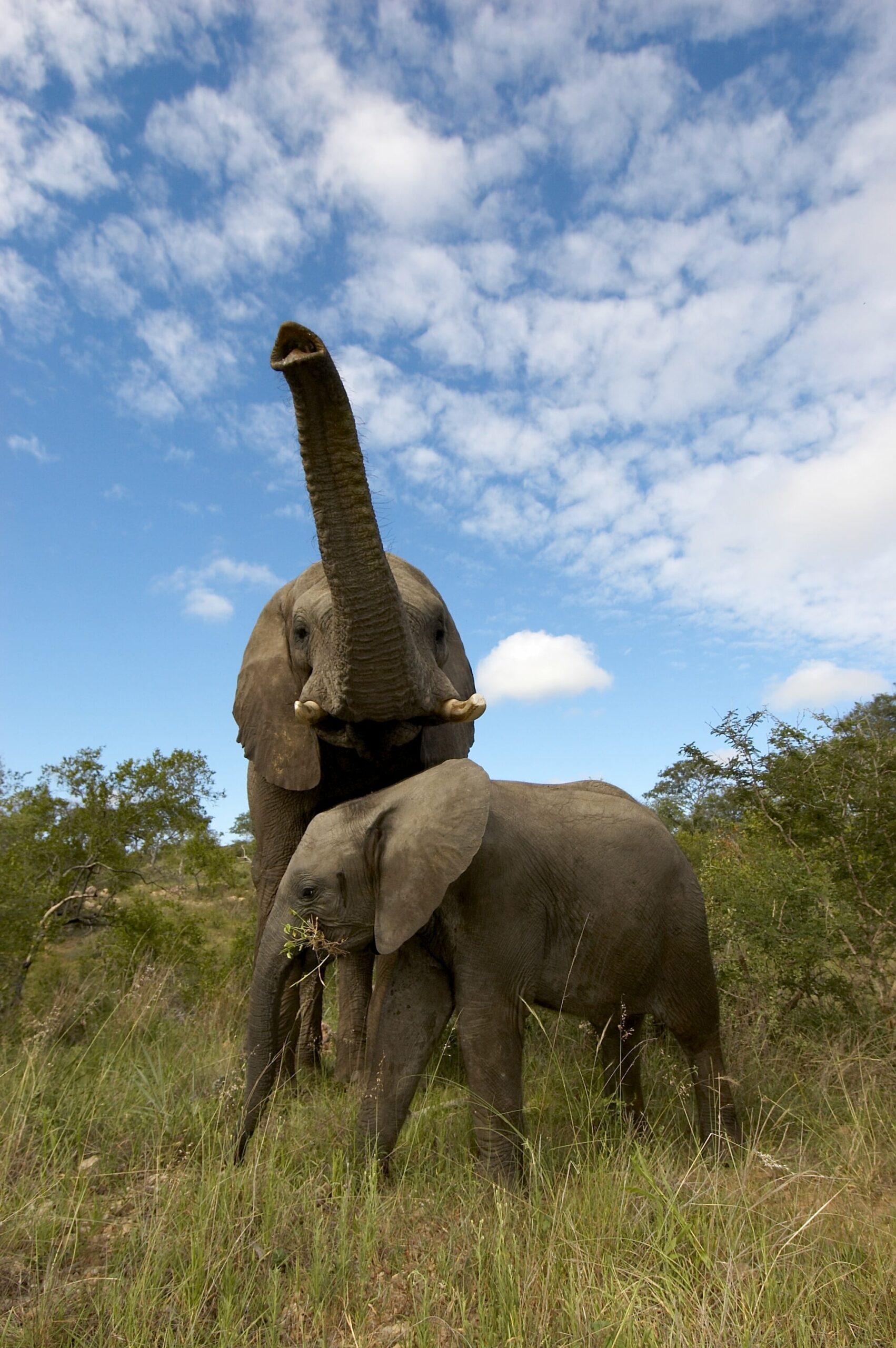 Jabulani elephants 10-min