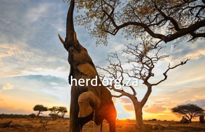 Jabulani at sunset – by Keith Ladzinski