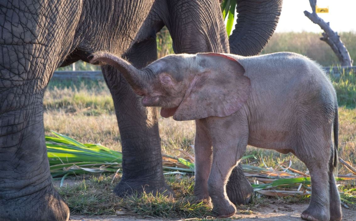 Khanyisa Lundi meeting April 2020