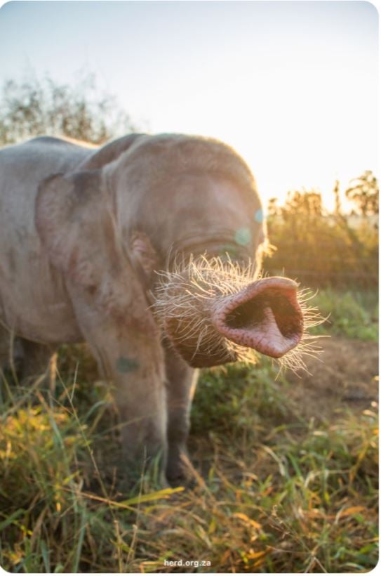 Khanyisa’s Trunk at Sunrise