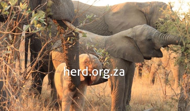 Khanyisa foraging June 2020