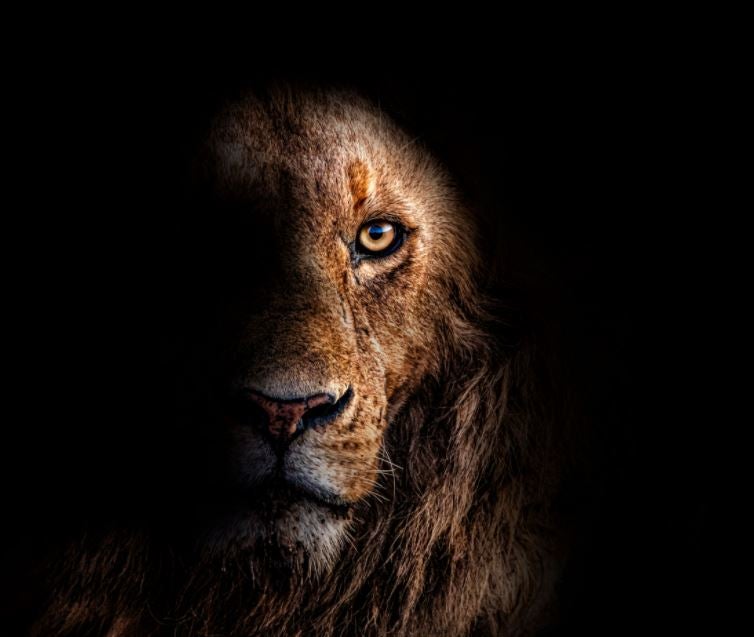 Lion in the dark