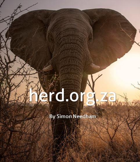 Mischievous bull, Mambo – by Simon Needham