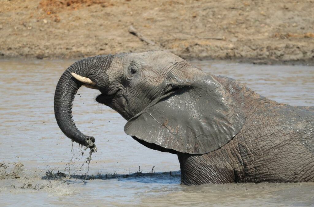 Matriarch’s Daughter, Female Elephant, Pisa is a Leader in the Making