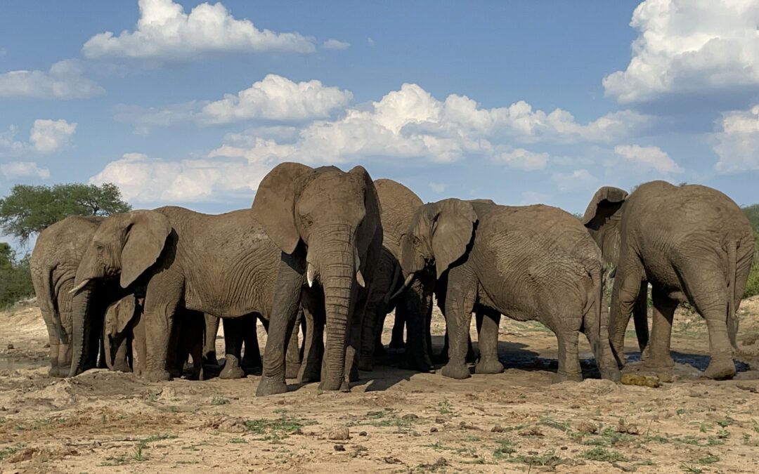 HERD New Year Affirmations to Inspire You in 2022