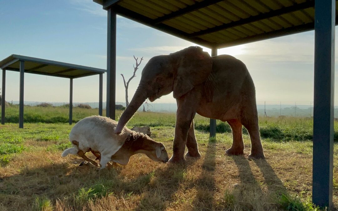 A Day in the Life of Baby Elephant Orphan, Khanyisa