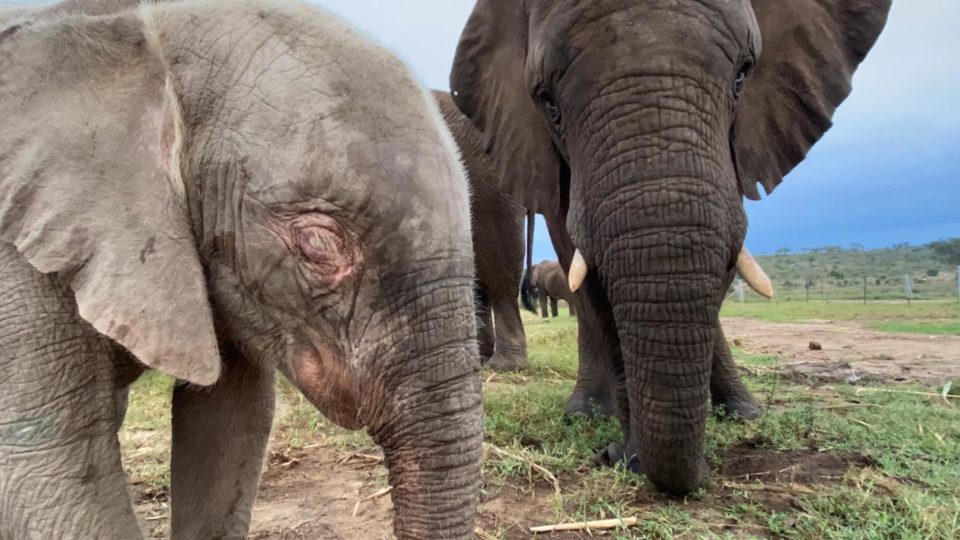 Baby Elephant Khanyisa & Her Babysitter, Klaserie