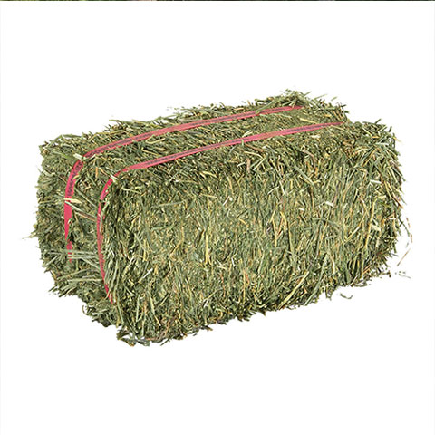 **Elephant Feed – Lucerne: 1 x bale for 1 x elephant per day