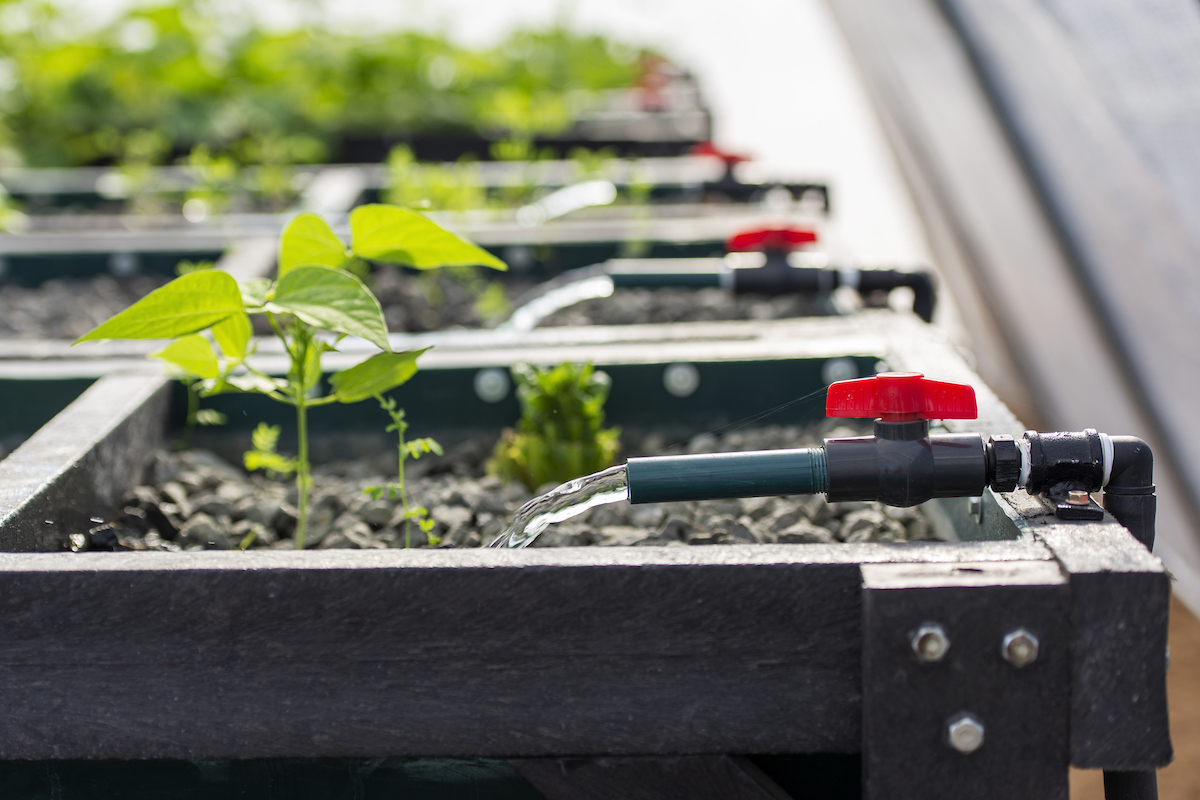 Aquaponics and worm farm_020_LKH_1969