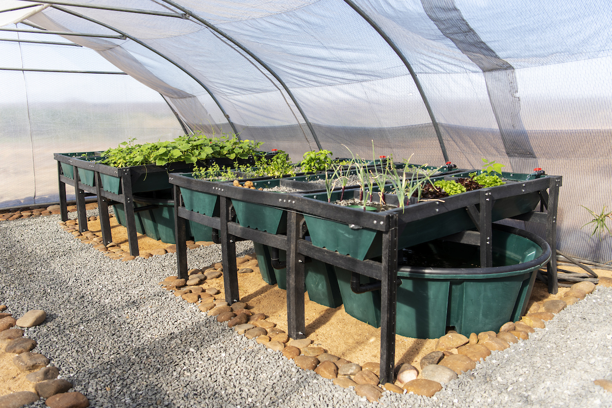 Aquaponics and worm farm_025_DSC_1166