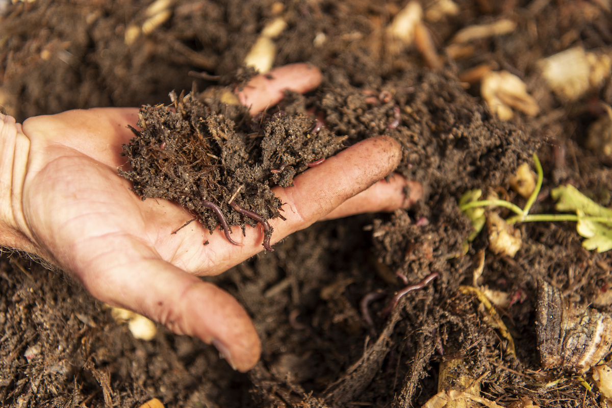 Aquaponics and worm farm_064_DSC_5639 (1)