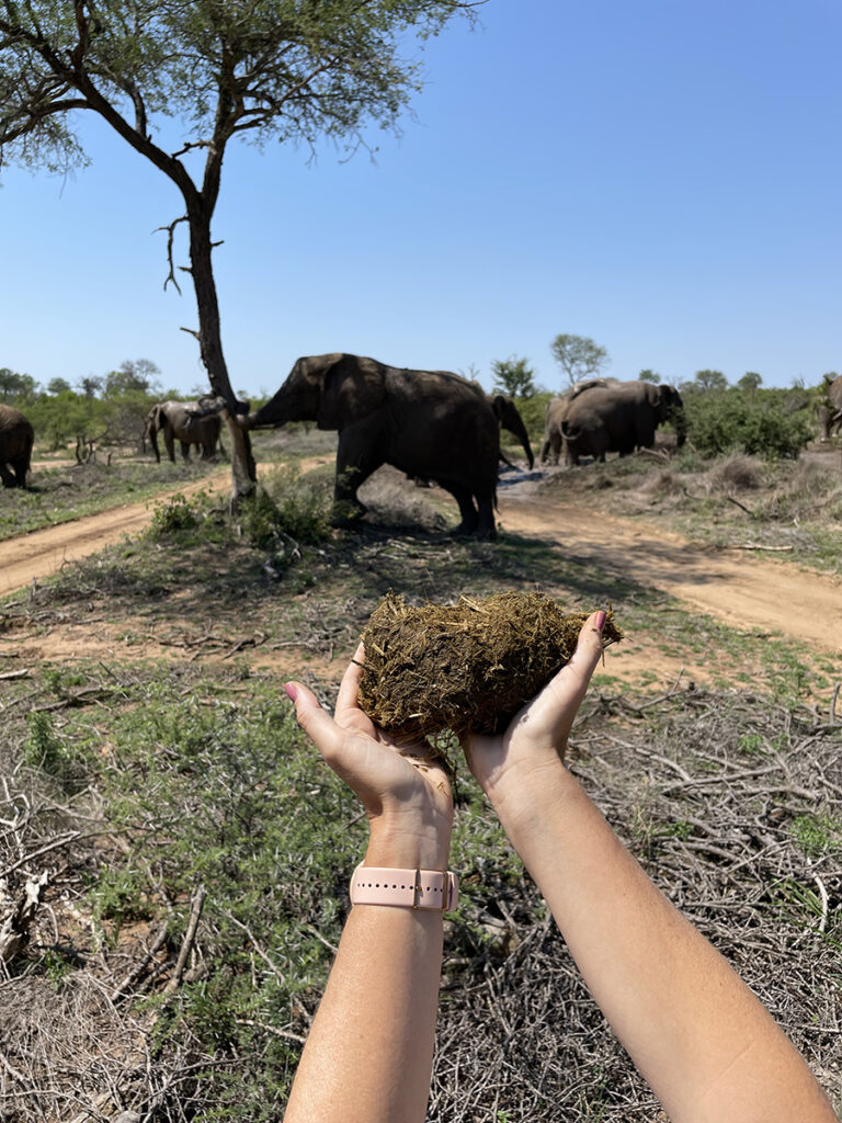 HERD-JabuGin-Elephant-Dung-768x1024