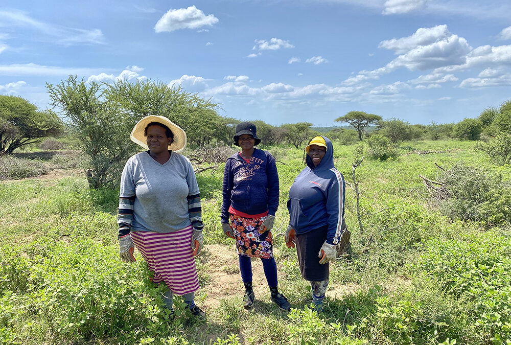 The JabuLadies Grasslands Restoration Project Phase 2!