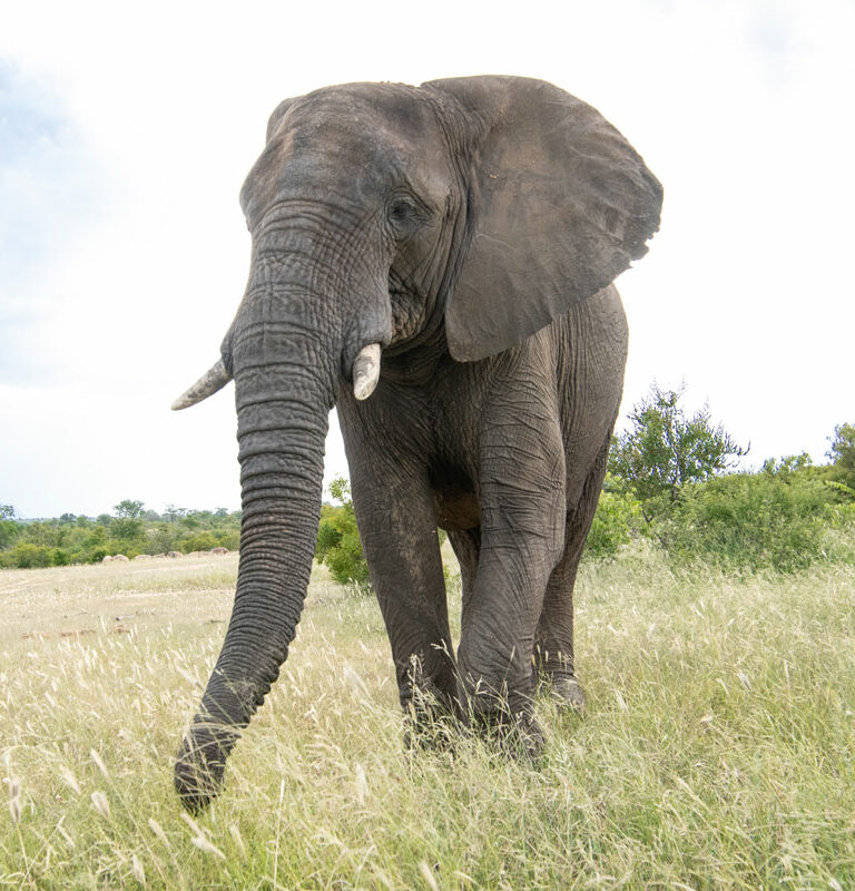 Jabulani-elephant-bull-2020-RuanRoos-1