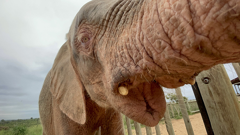The Love Between A Pink Baby Elephant Orphan & Her Human Carer, Adine 
