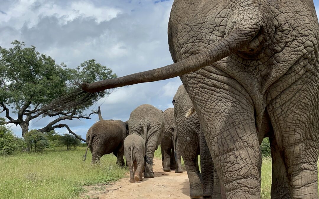 A Walk in the Wild with Khanyisa & the Elephant Herd