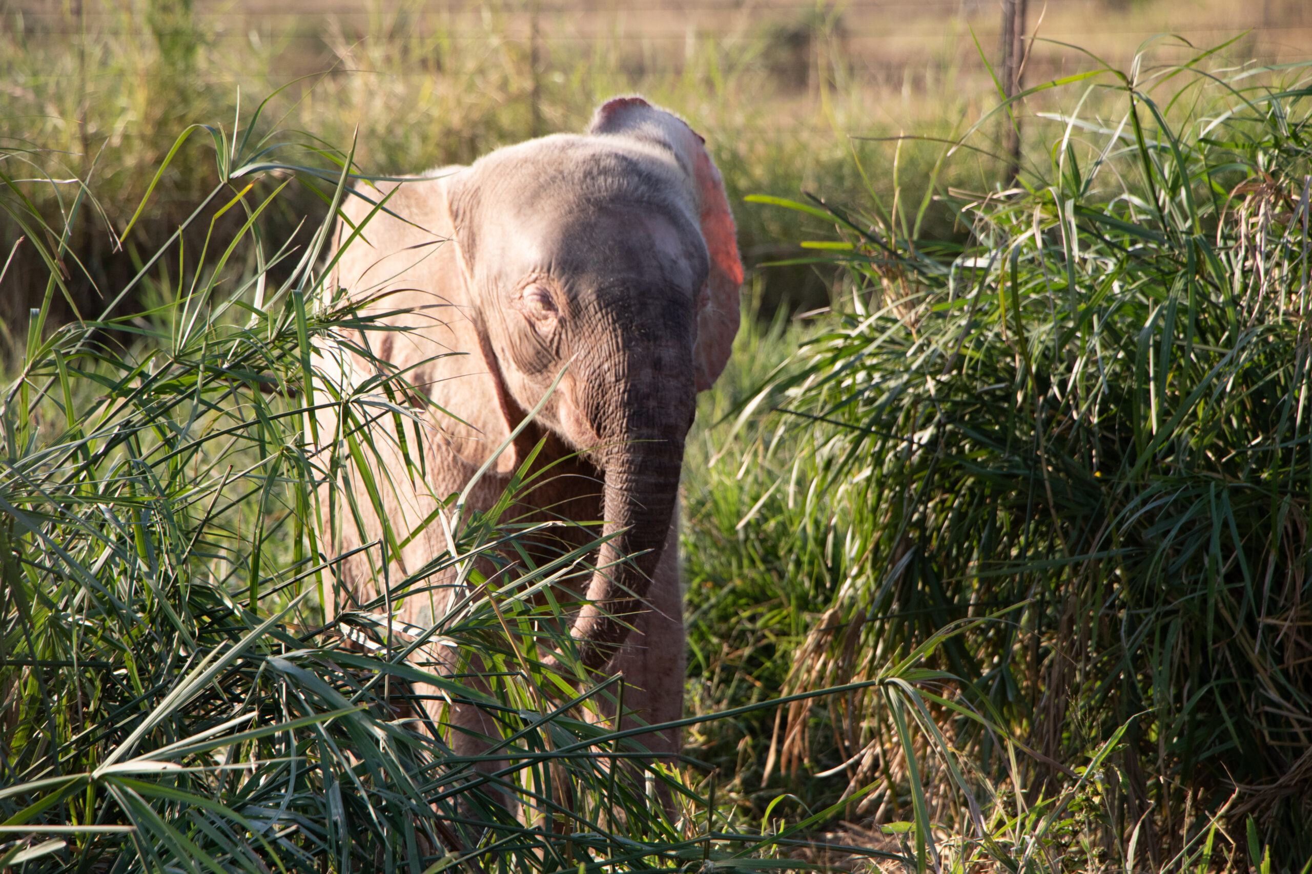 Khanyisa-grass-sunrise-RuanRoos APril 20IMGL4381