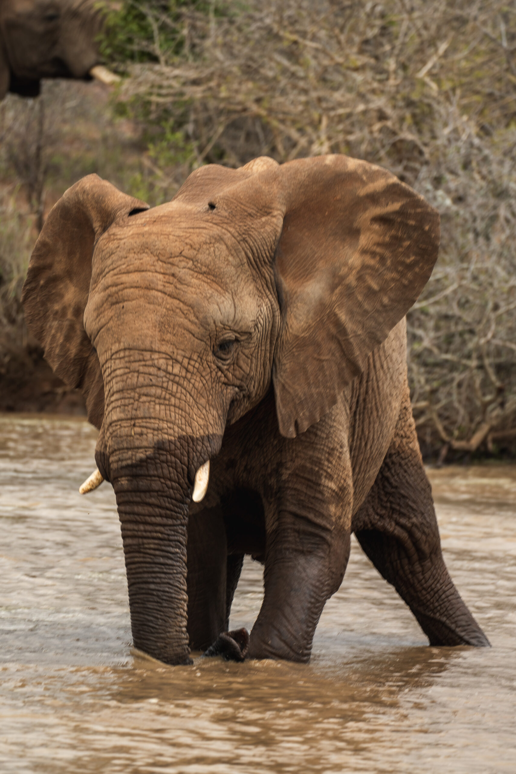 Klaserie in. dam Oct 2020 - Mike Eloff 2