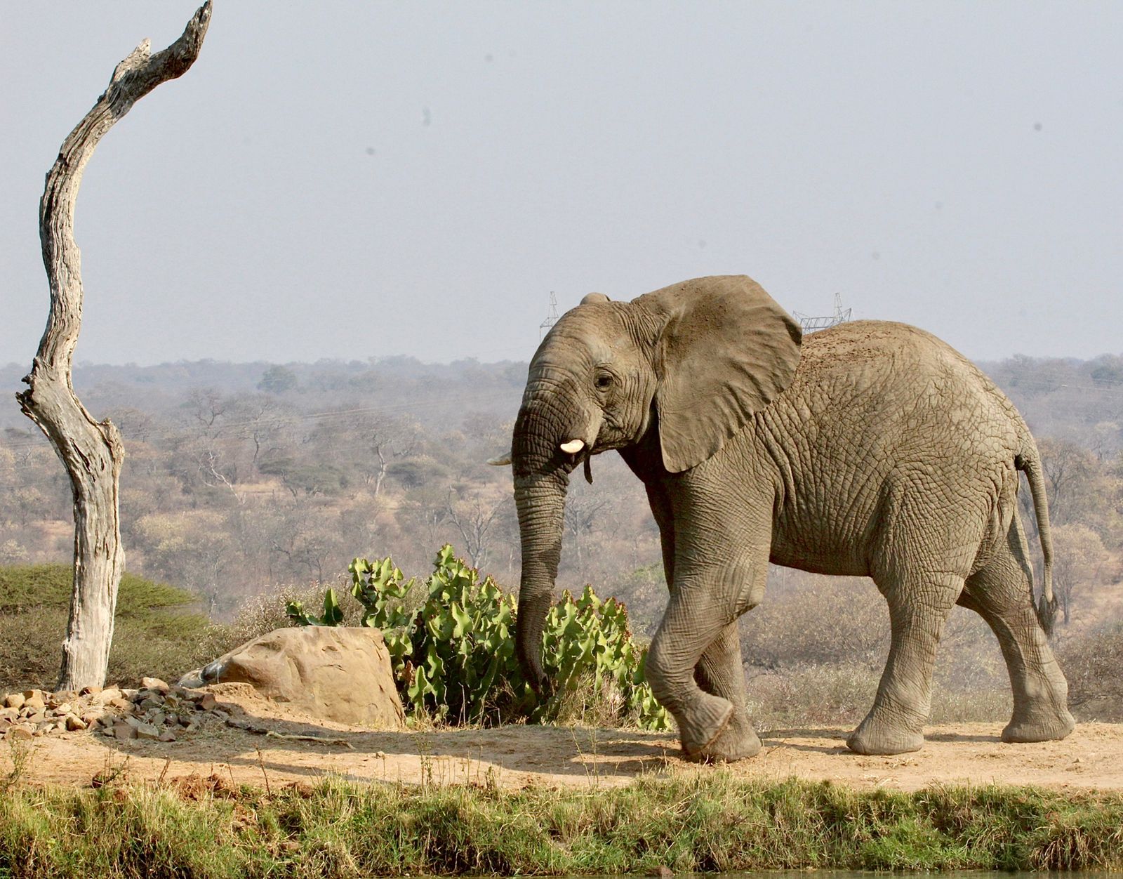 What We Love About Elephant Bull Mambo