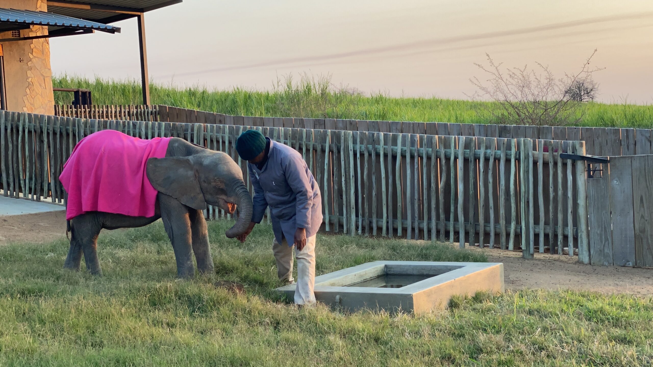 A Baby Elephant’s Journey of Healing from Snare Victim to Survivor