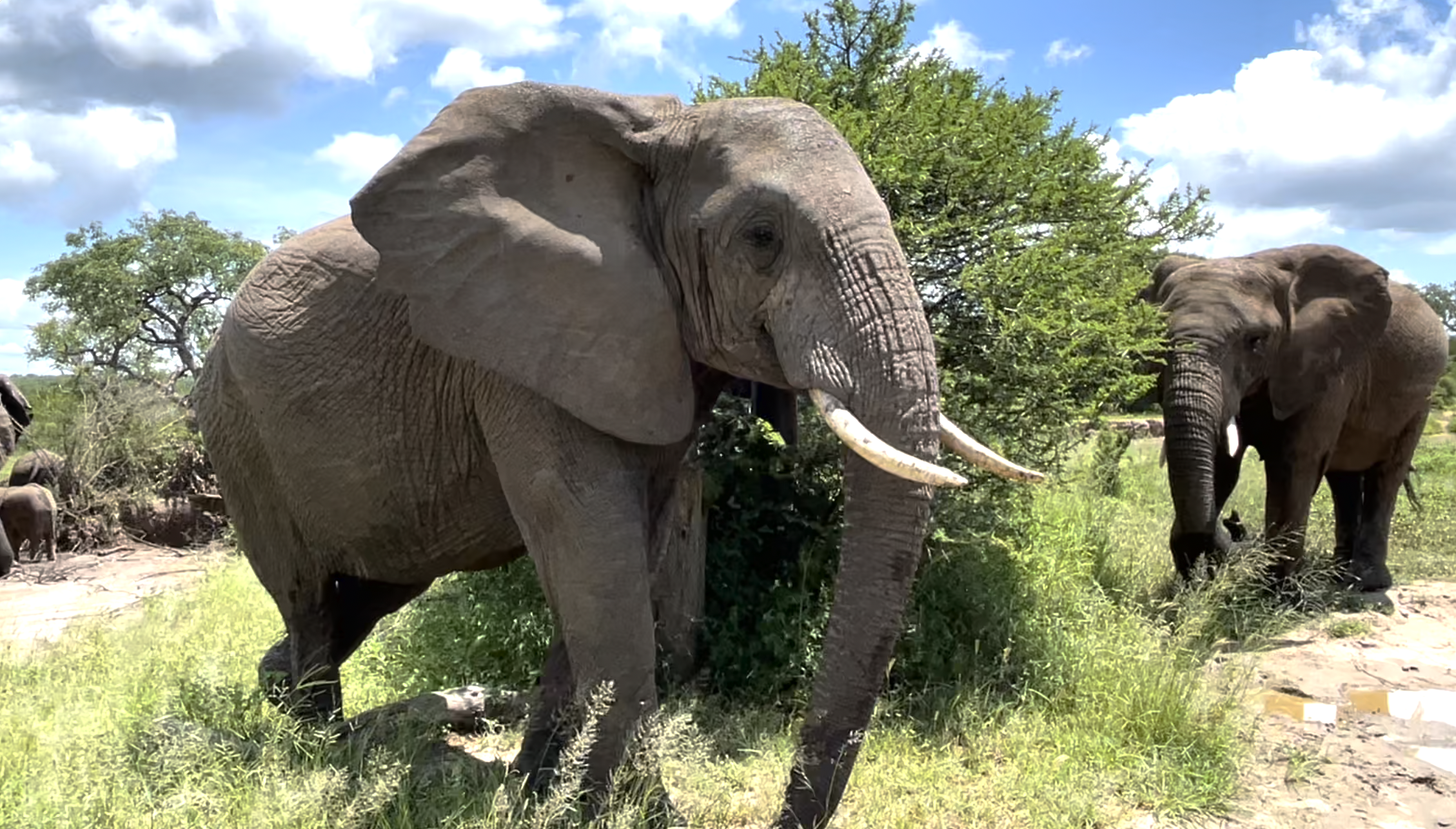 Tokwe, a True Mother and Matriarch in Every Sense | #MothersDay2021