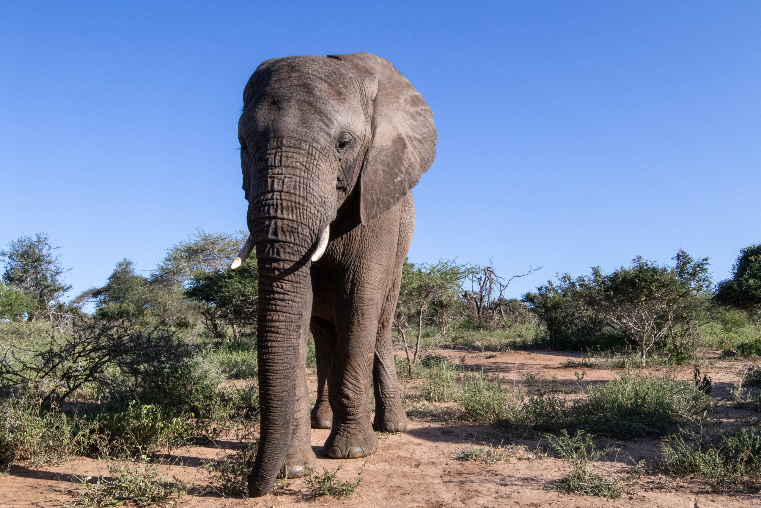 17 Years of Limpopo, a Matriarch’s Daughter
