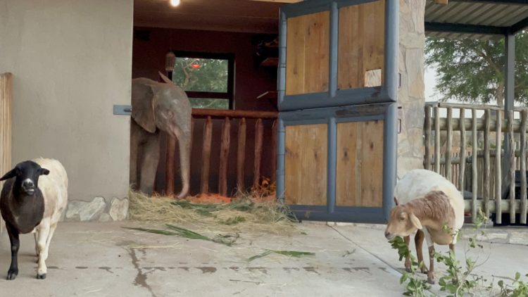 2021-04-06-Khanyisa-Nungu-and-Lammie-scaled-e1630048788498