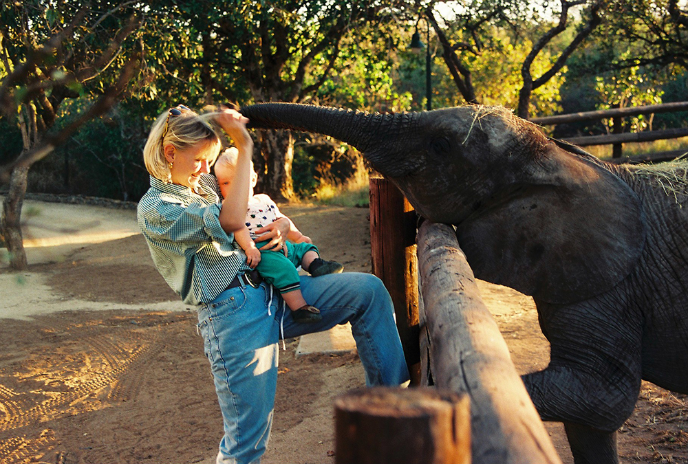 Jabulani the Elephant Bull Turns 25 | From Orphan to Herd Member