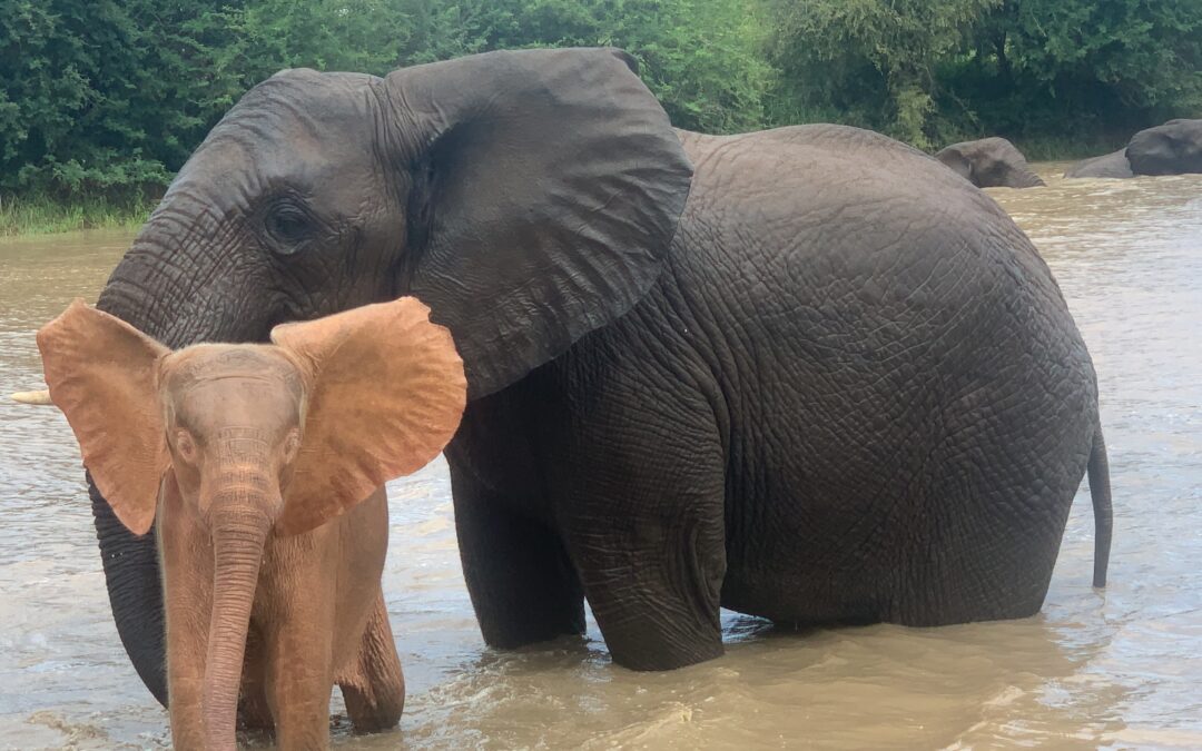 An Elephant Lesson in Accepting Those Different To You