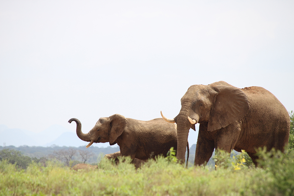 The Long-Term Rewilding of the Jabulani Herd and Elephant Orphans