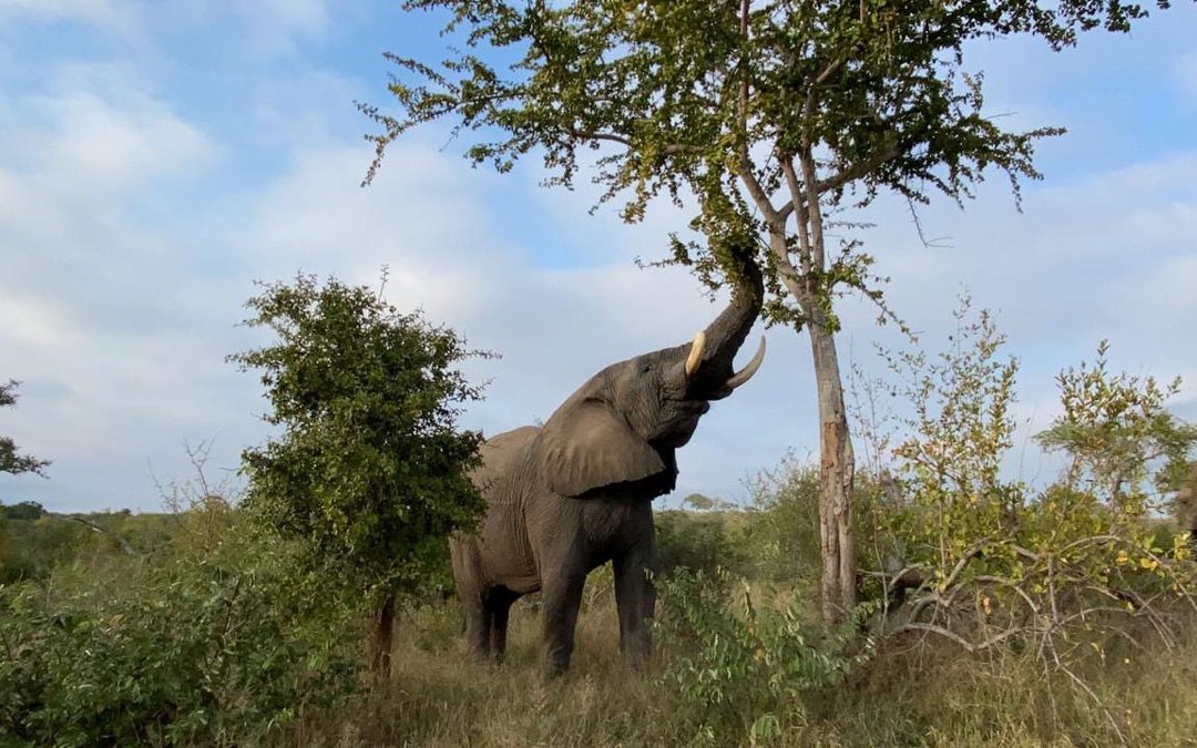 Dominant Bull Elephant, Sebakwe Goes on a Nighttime Bender